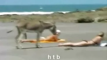 ביץ' בחורות עם ציצים ביוטי רוכב על בוב גדול